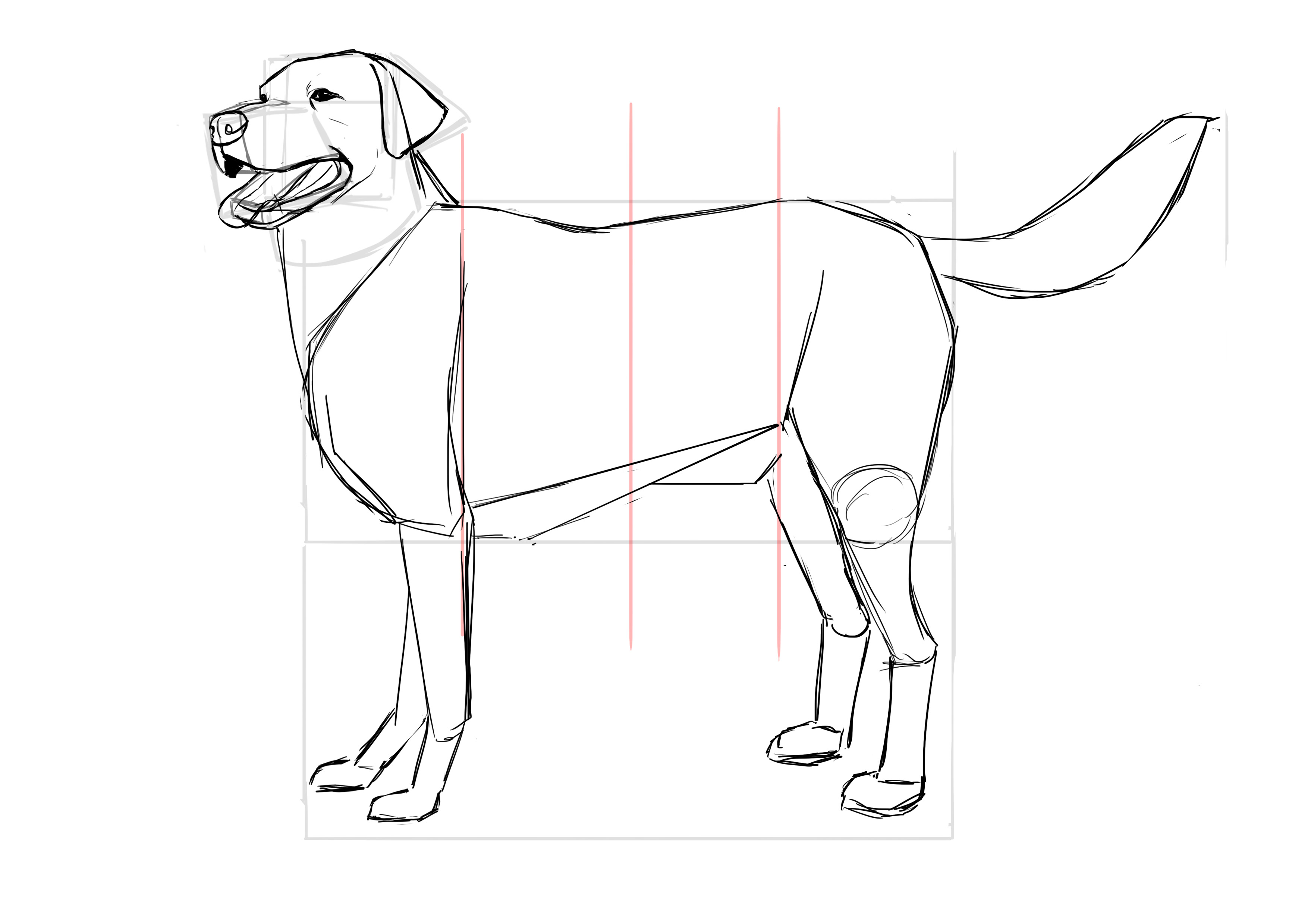 Dessiner le cou du labrador