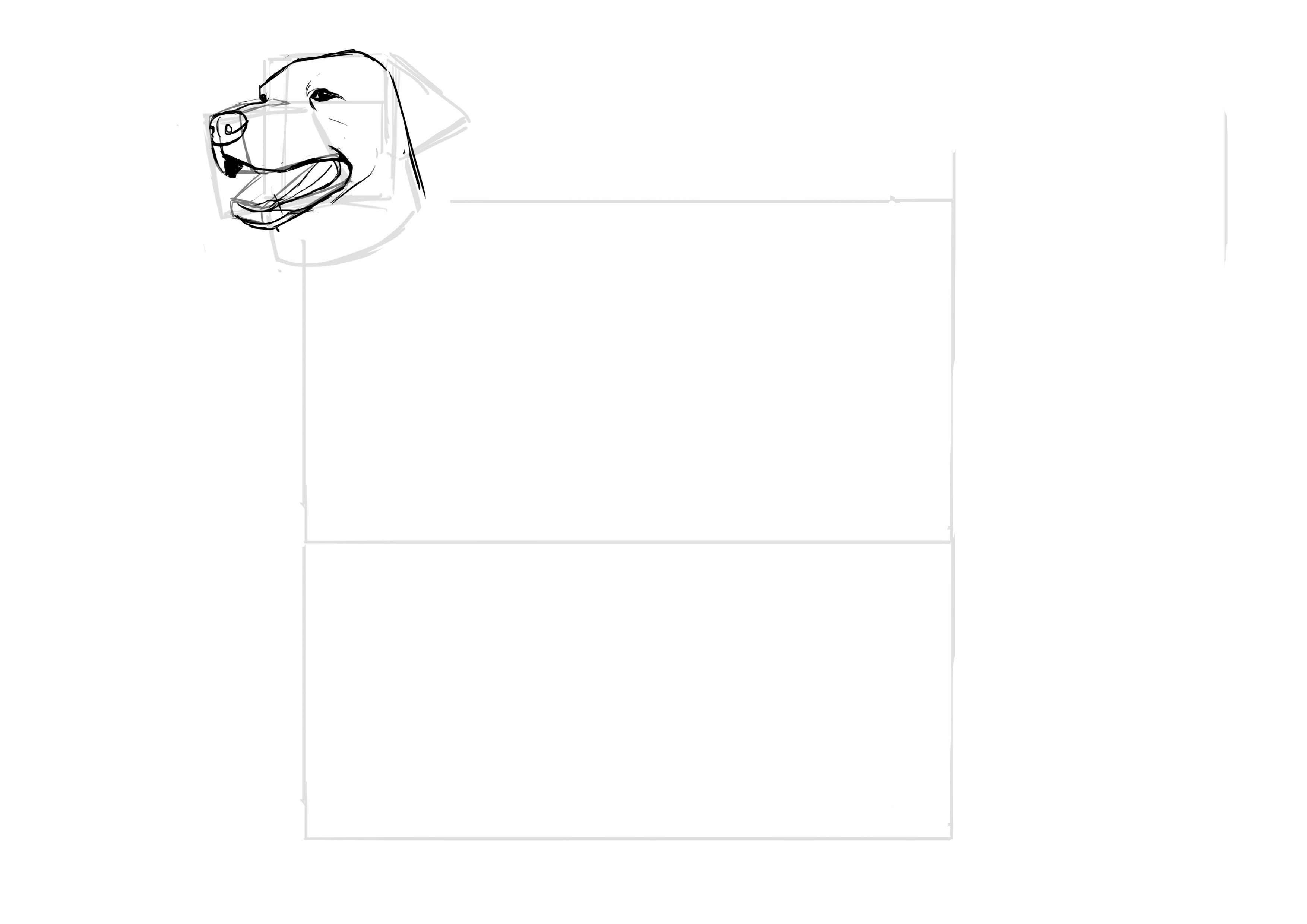 Dessiner la mâchoire du labrador