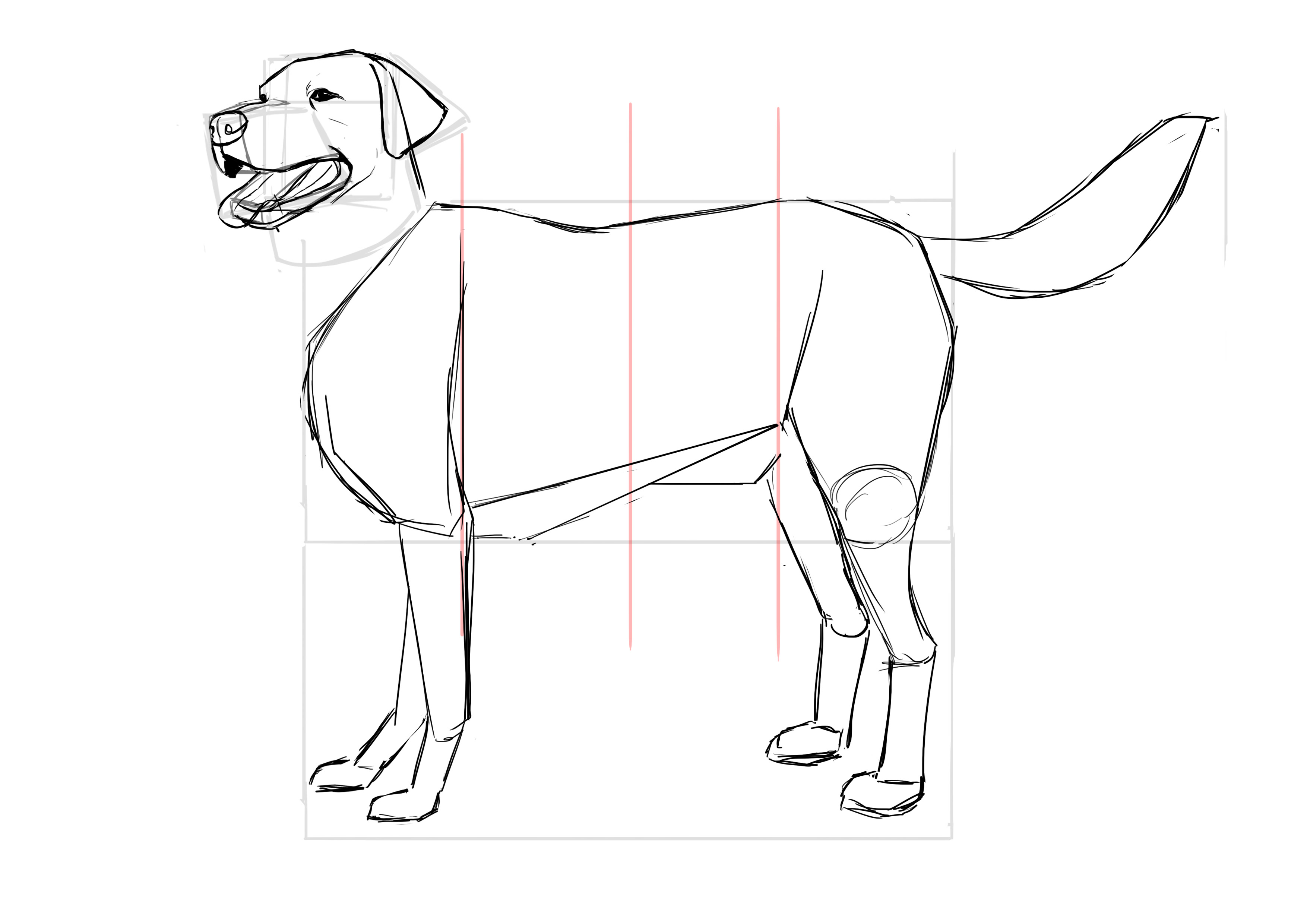 Dessiner la queue du labrador