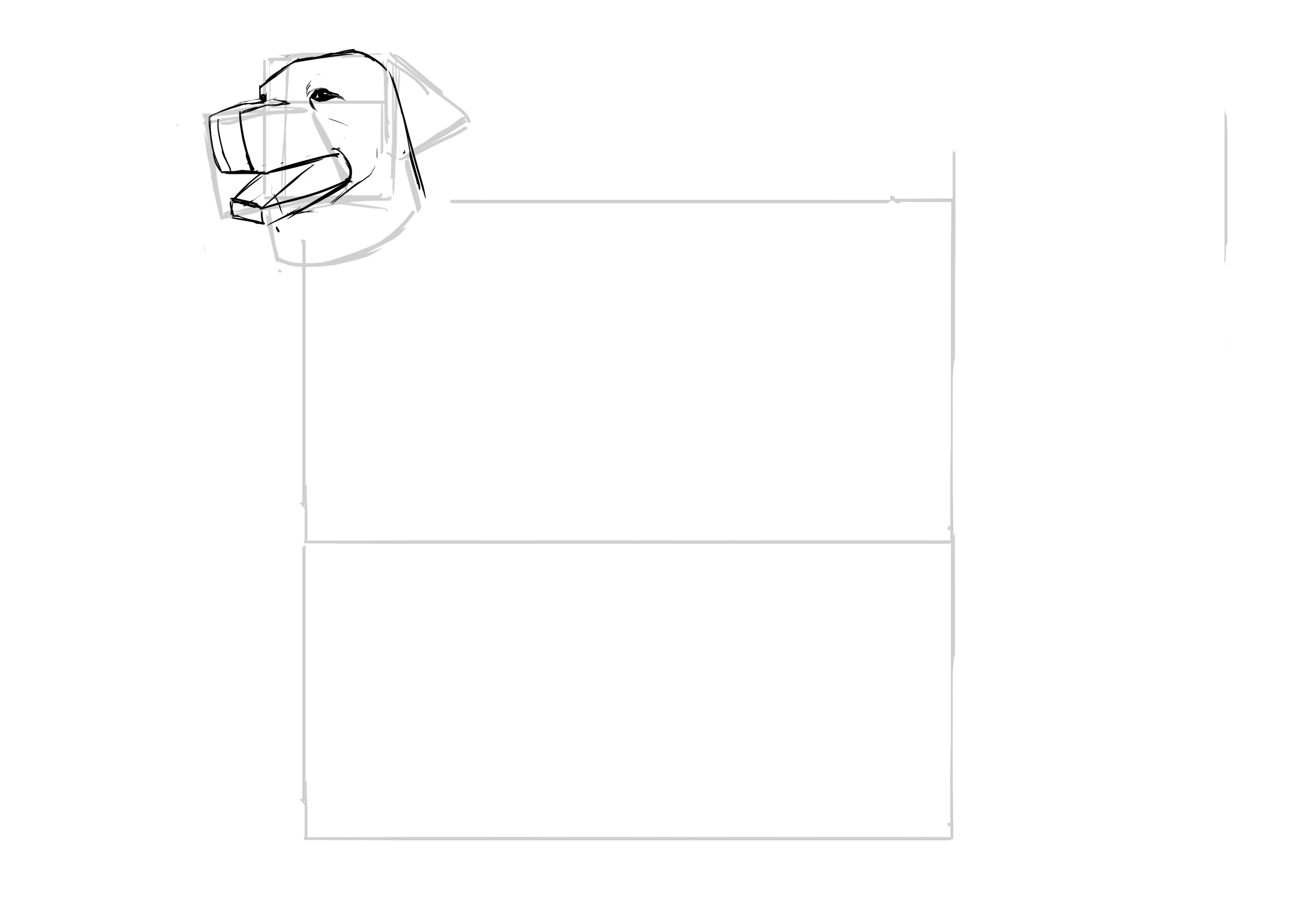 Dessiner les détails du museau du labrador 2