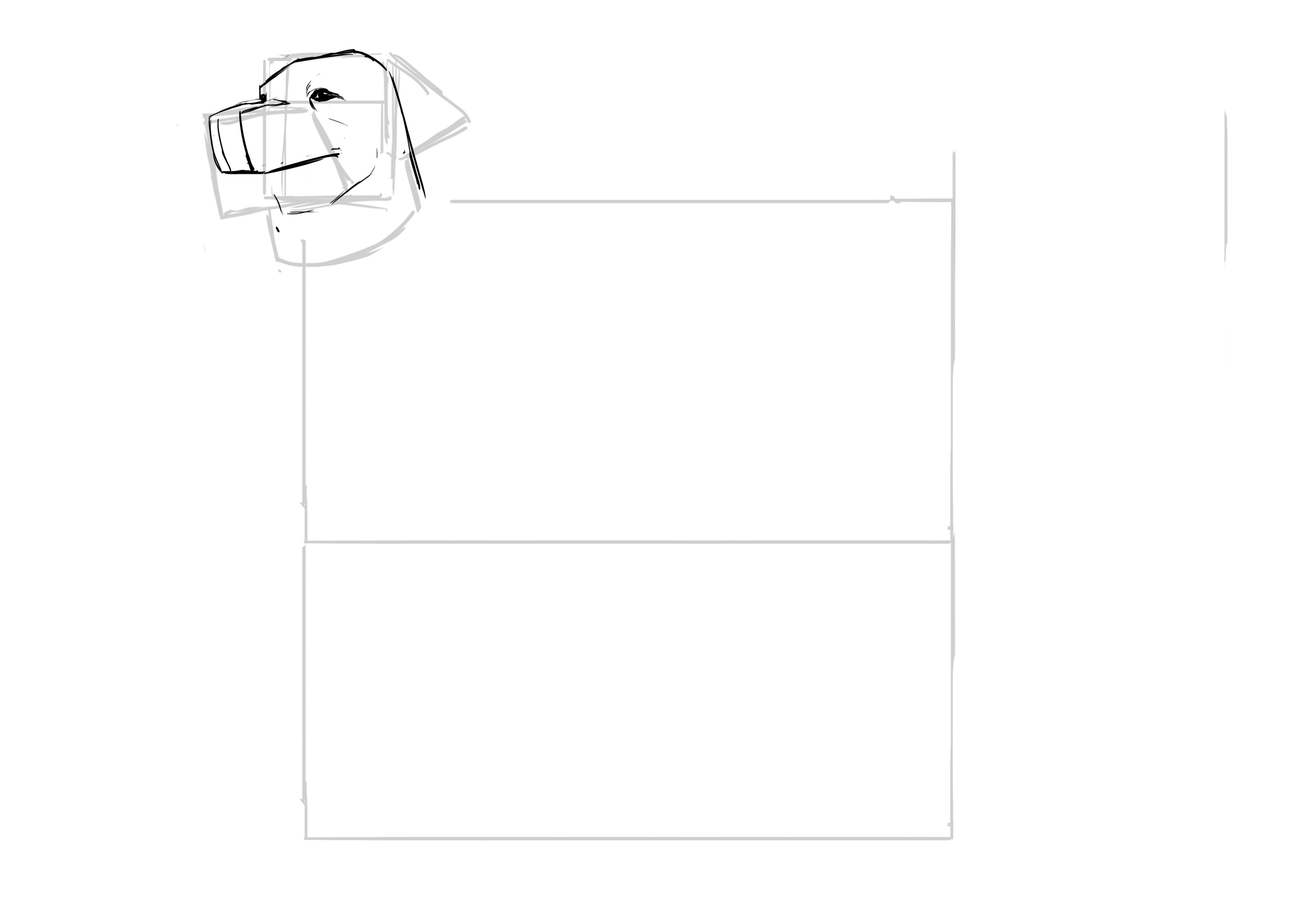 Dessiner les détails du museau du labrador
