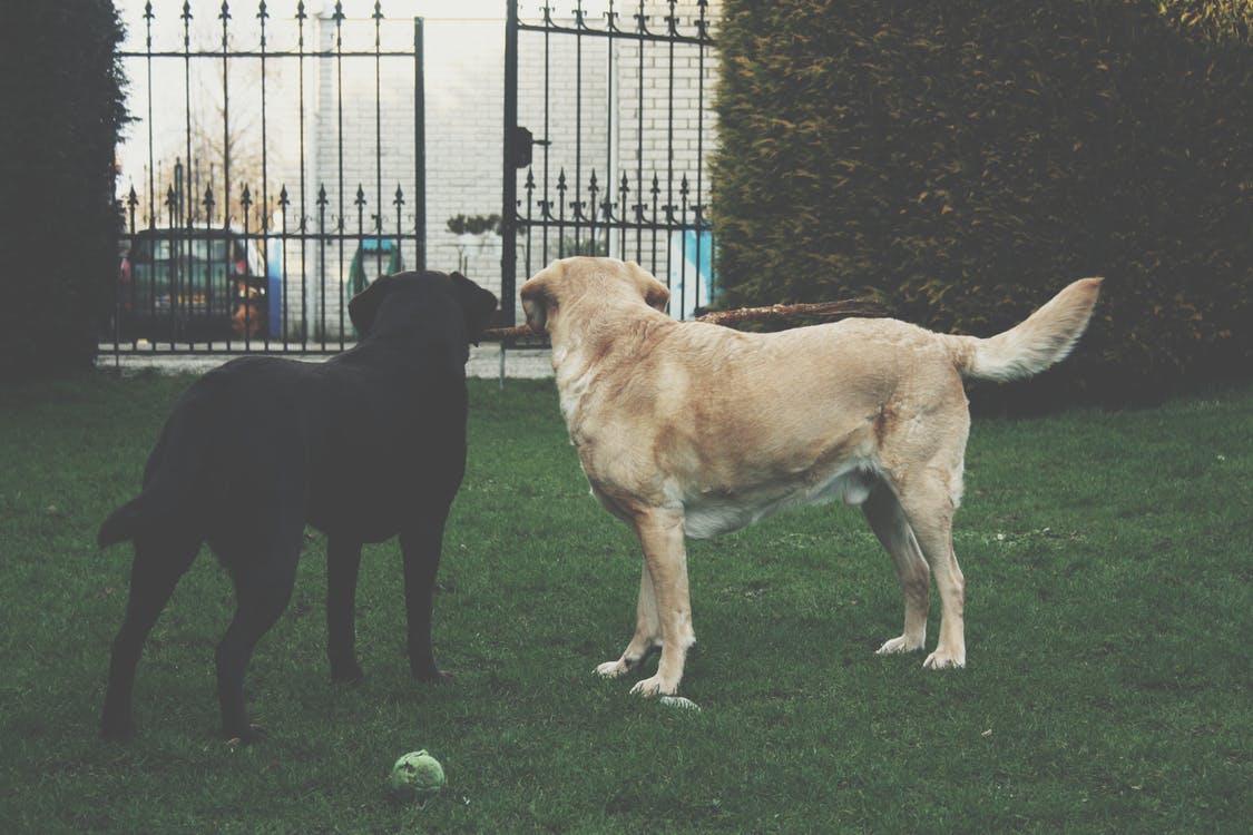Posture du labrador