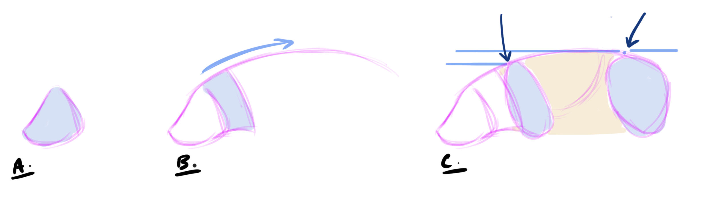 boceto de las bases del cerdo