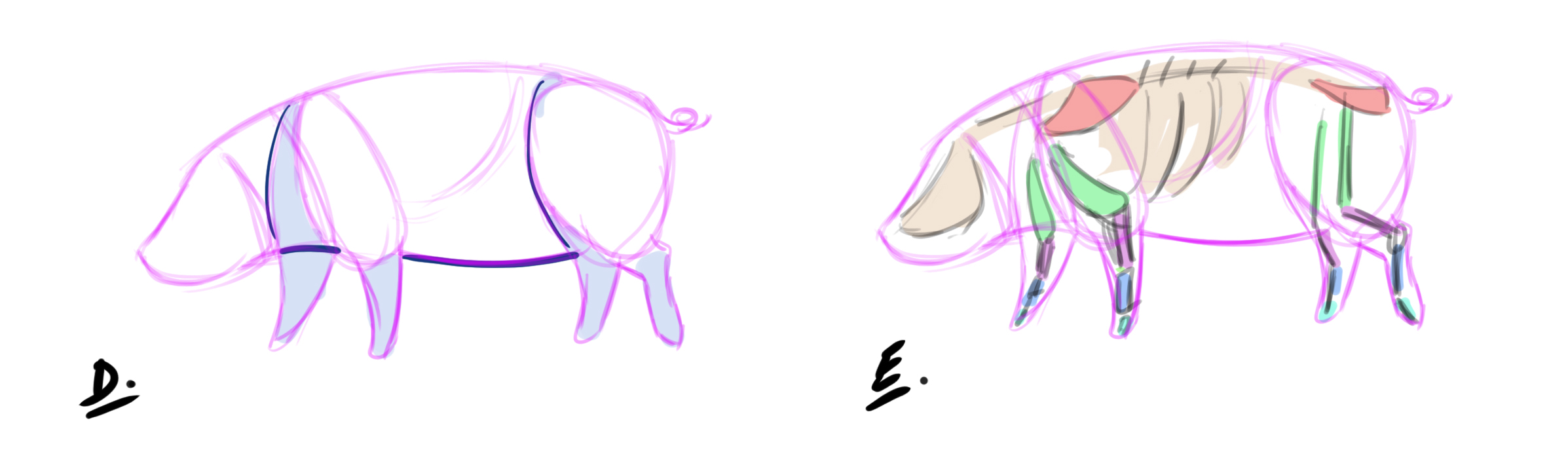 boceto de las patas y vientre del cerdo