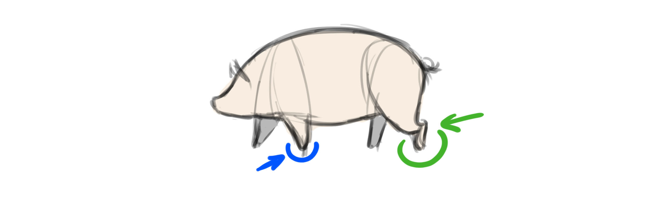 bosquejo rápido del cerdo