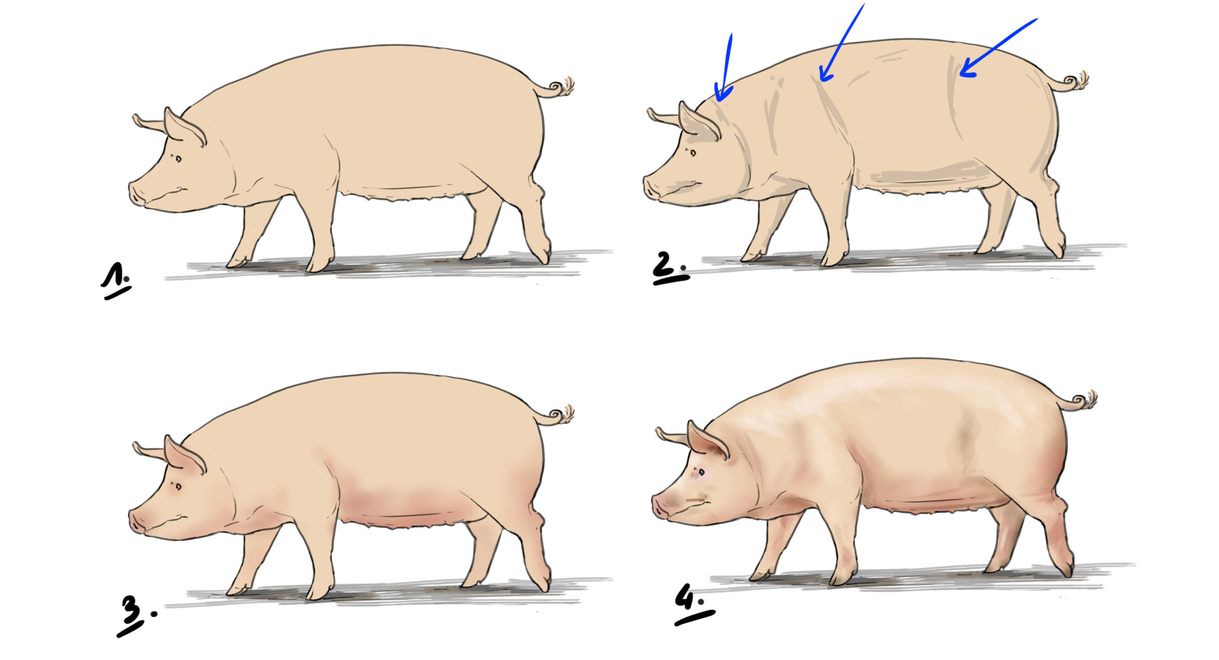 Cómo dibujar un cerdo
