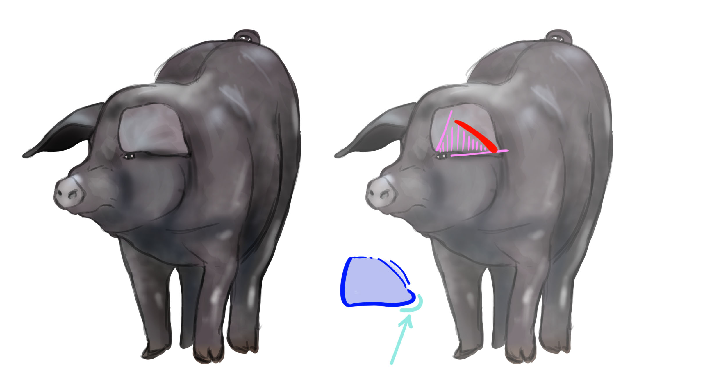 dibujo de las orejas del cerdo 2