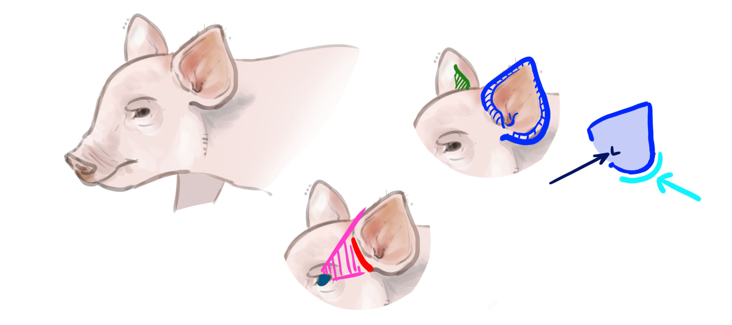 dibujo de las orejas del cerdo