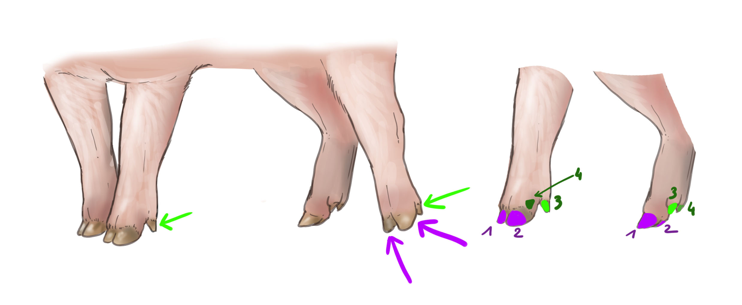 dibujar las patas del cerdo