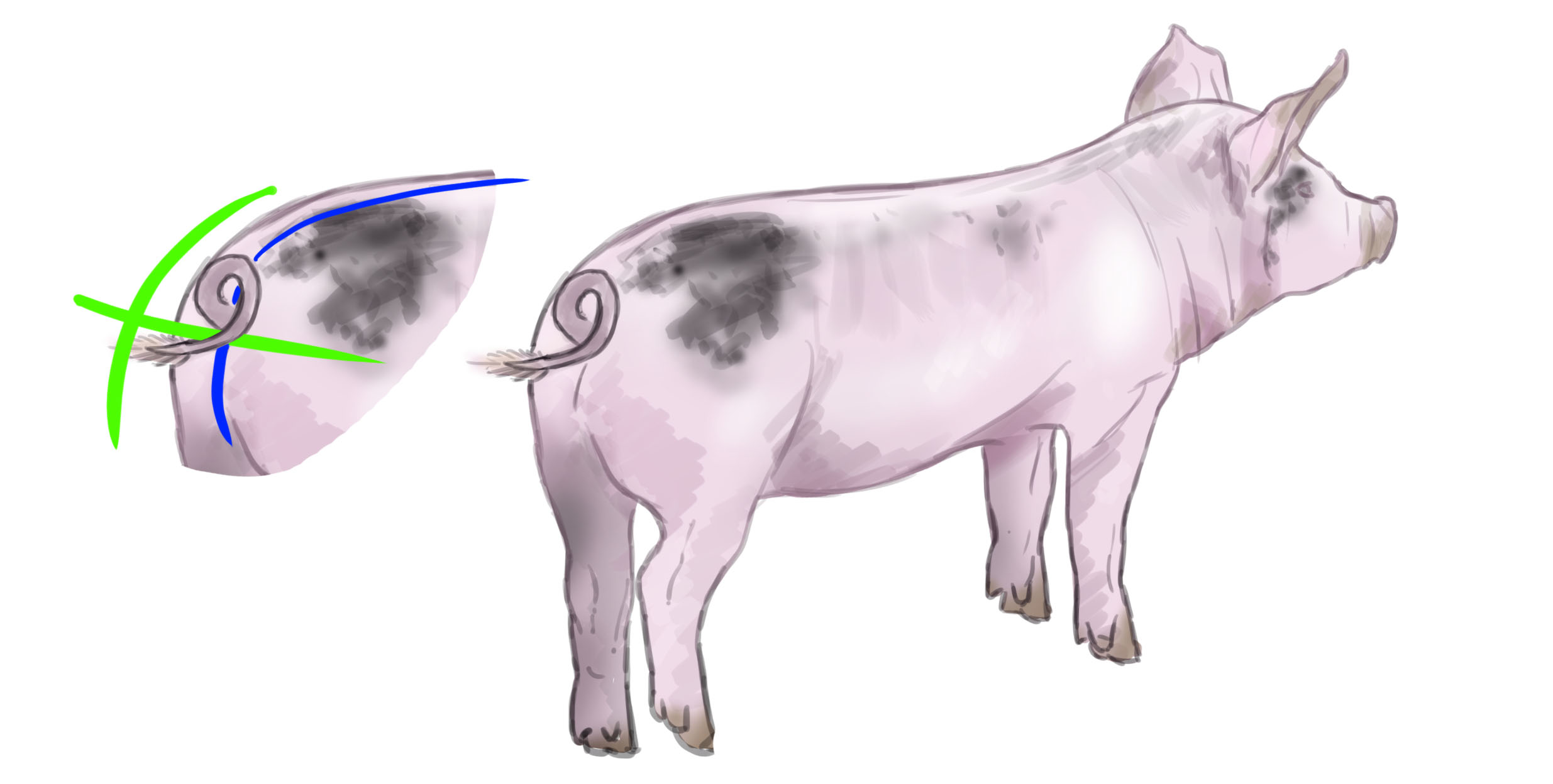 dibujar la cola del cerdo