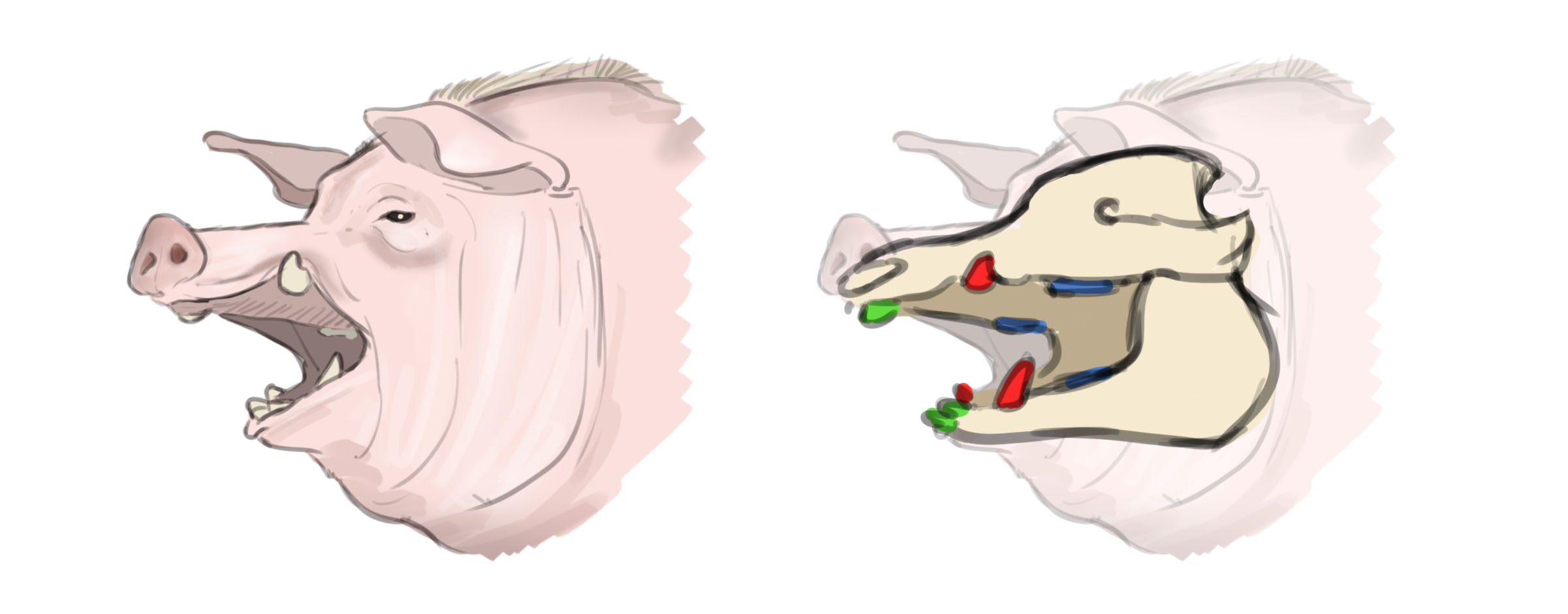 dibujo de la estructura de las defensas y los dientes del cerdo