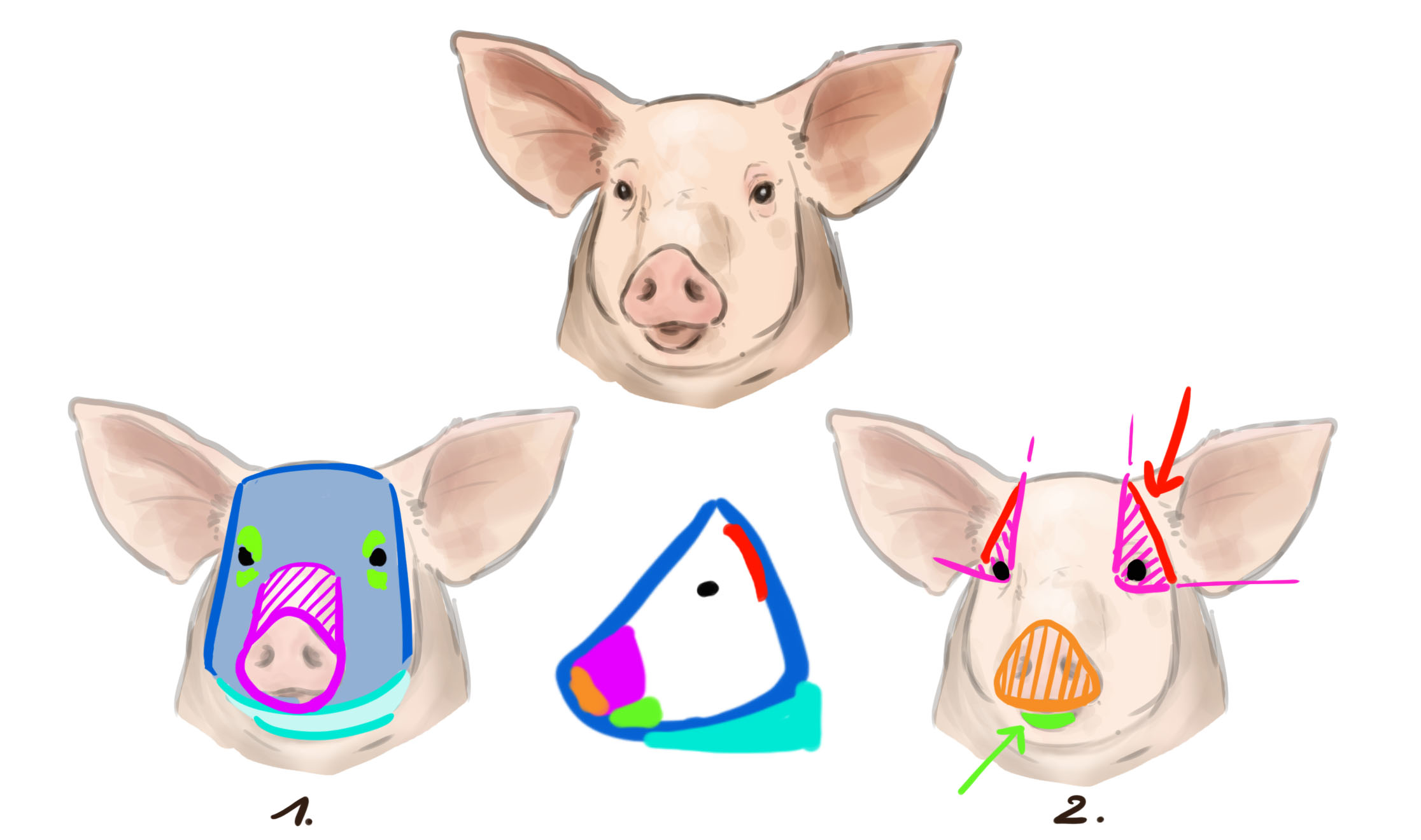 dibujo de la estructura frontal del cerdo