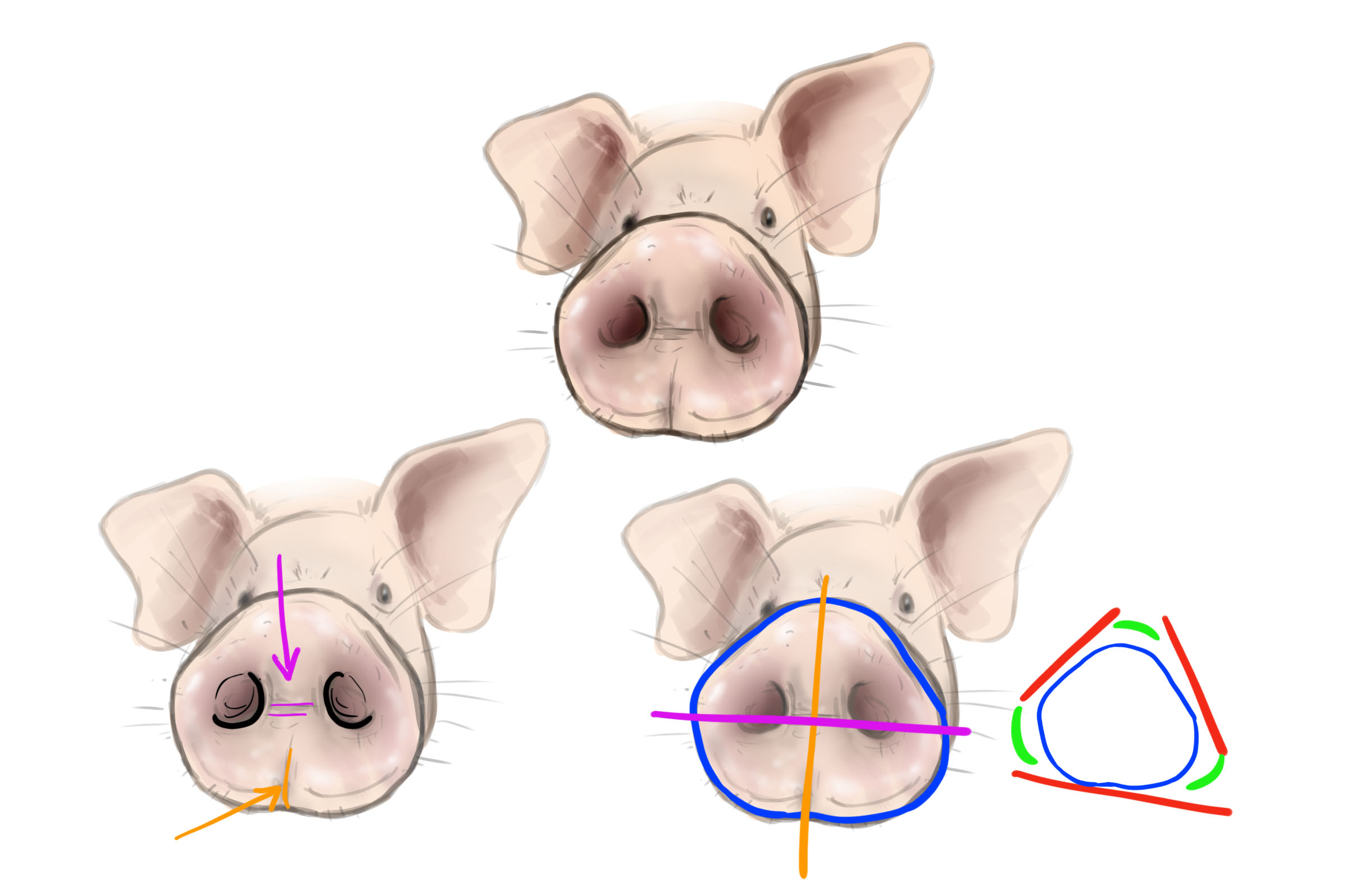 dibujo de la estructura del hocico del cerdo