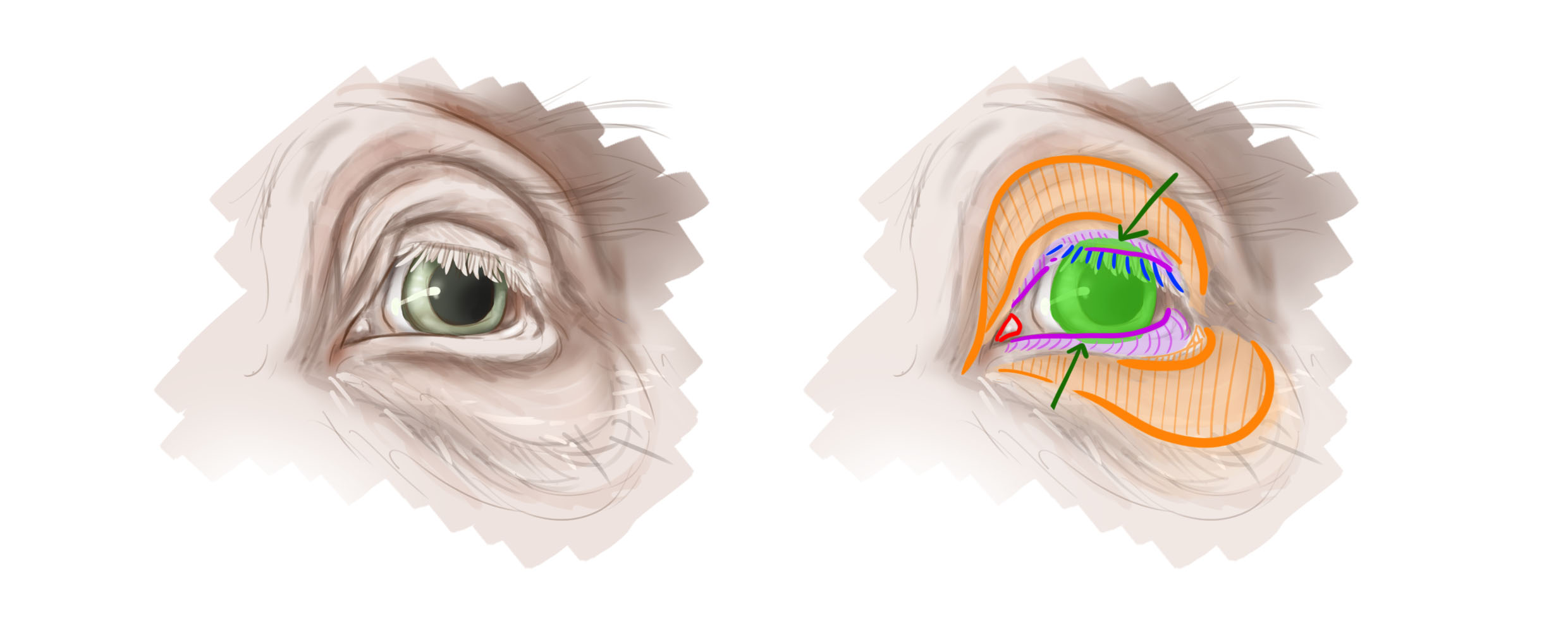 dibujar la estructura de la pupila