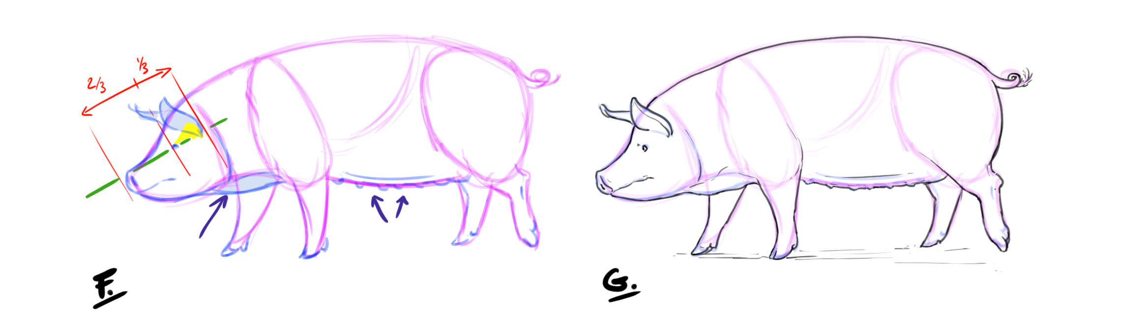 dibujar las orejas, los ojos y las mamas del cerdo