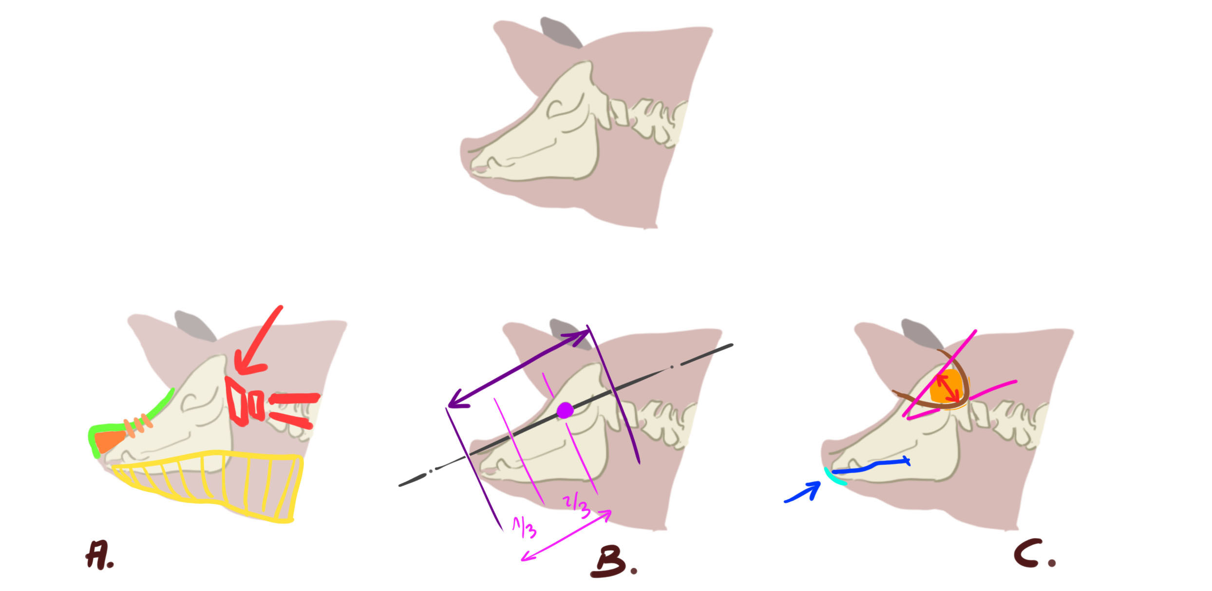 ilustraciones de la estructura del cráneo del cerdo