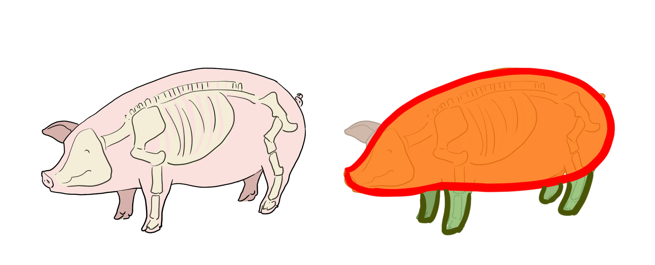 Ilustraciones simplificadas del cuerpo del cerdo