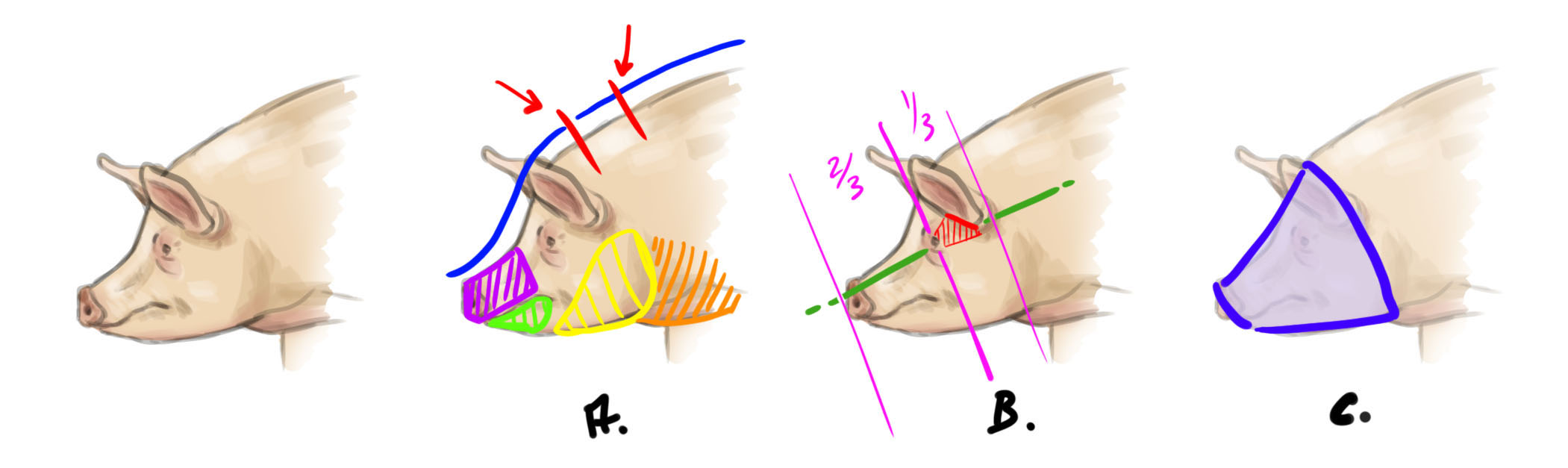 ilustraciones de la estructura de la cabeza del cerdo