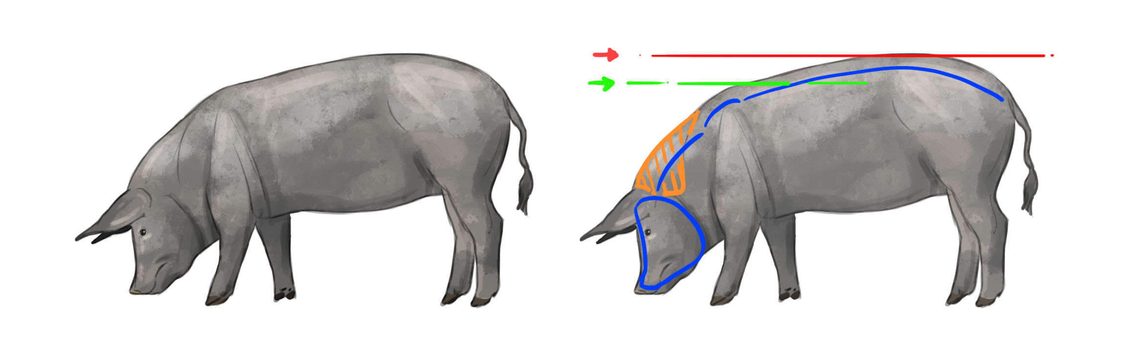 imágenes de la estructura del cerdo