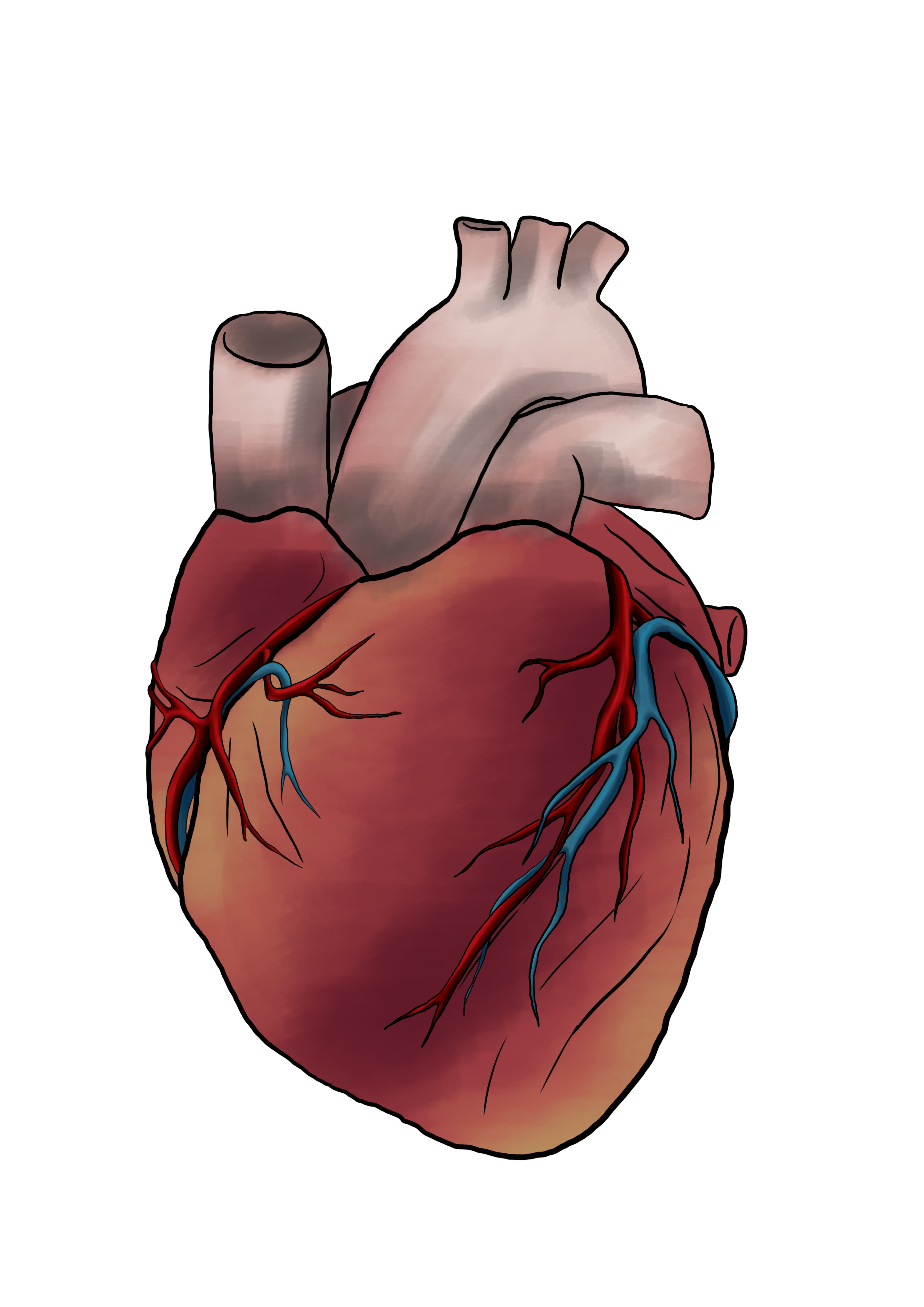 Cómo dibujar un corazón humano