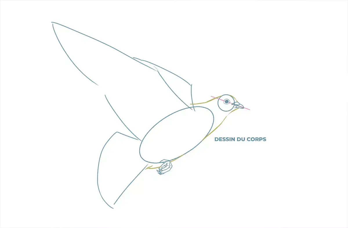 dessin des contours du corps d’une colombe