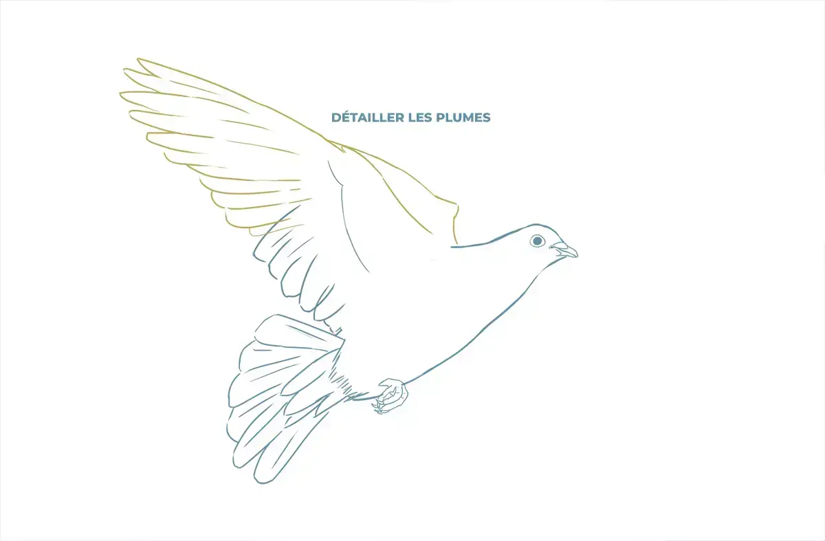 dessin détaillé des plumes d’une colombe