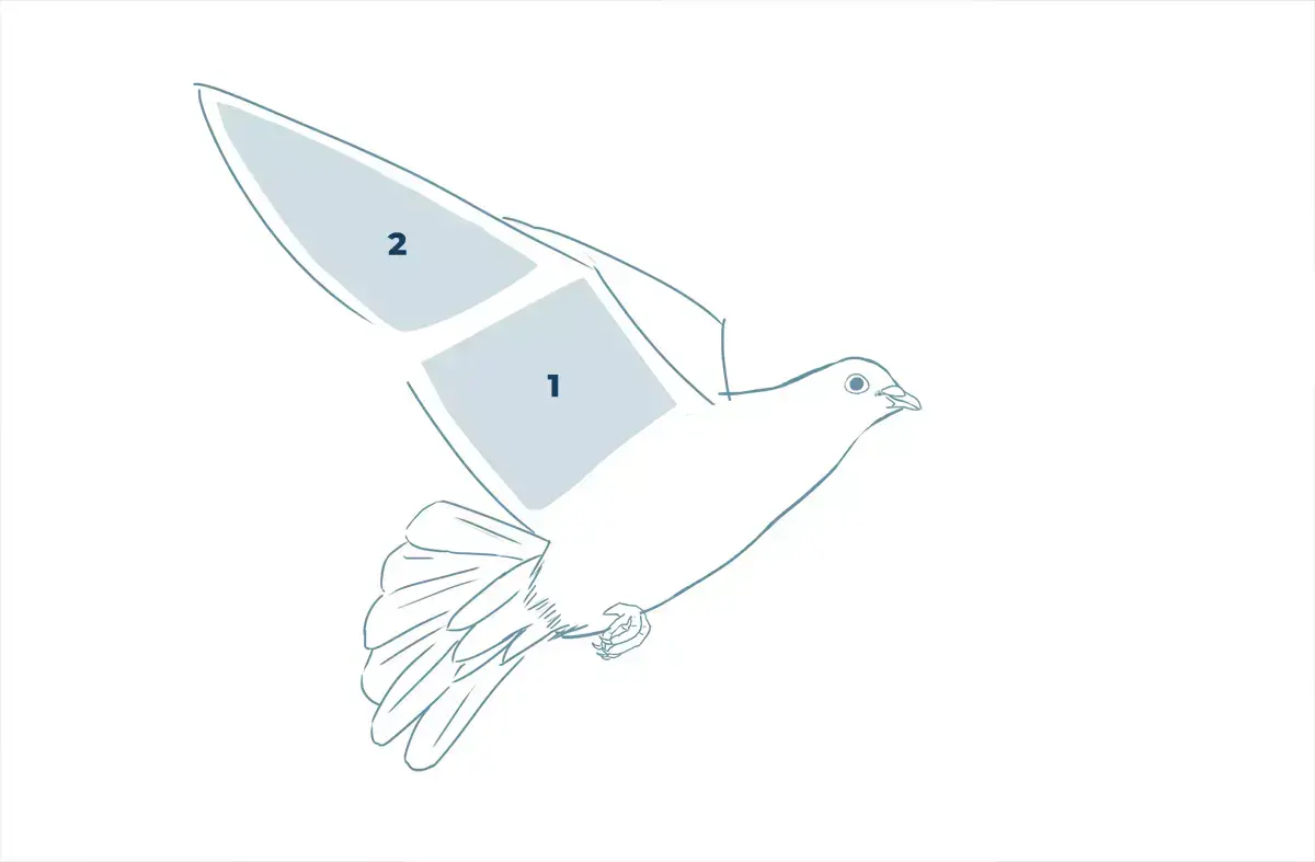 dibujo de las plumas de una paloma