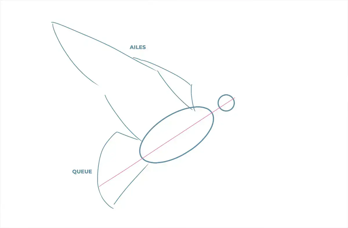 dessin de la queue et des ailes d’une colombe