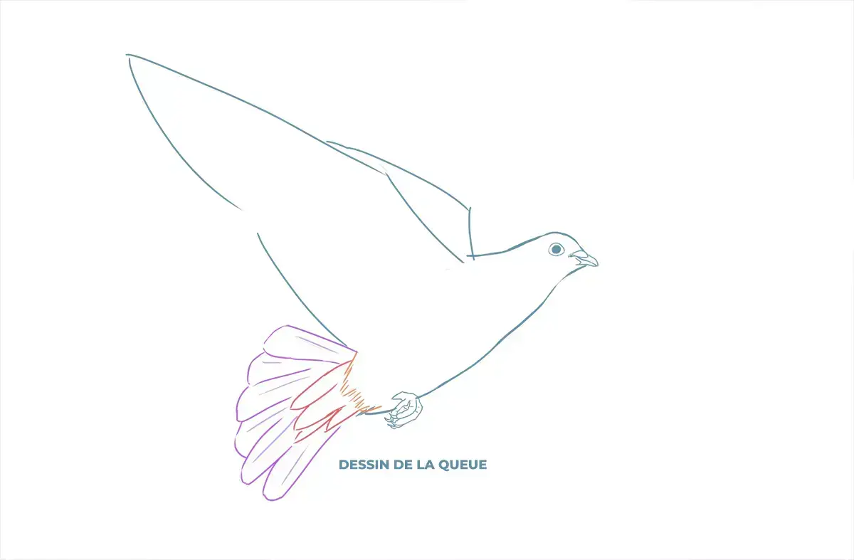 dessin de la queue d’une colombe