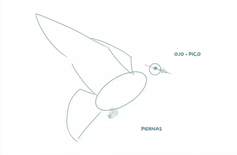 dibujo del rostro y las patas de una paloma