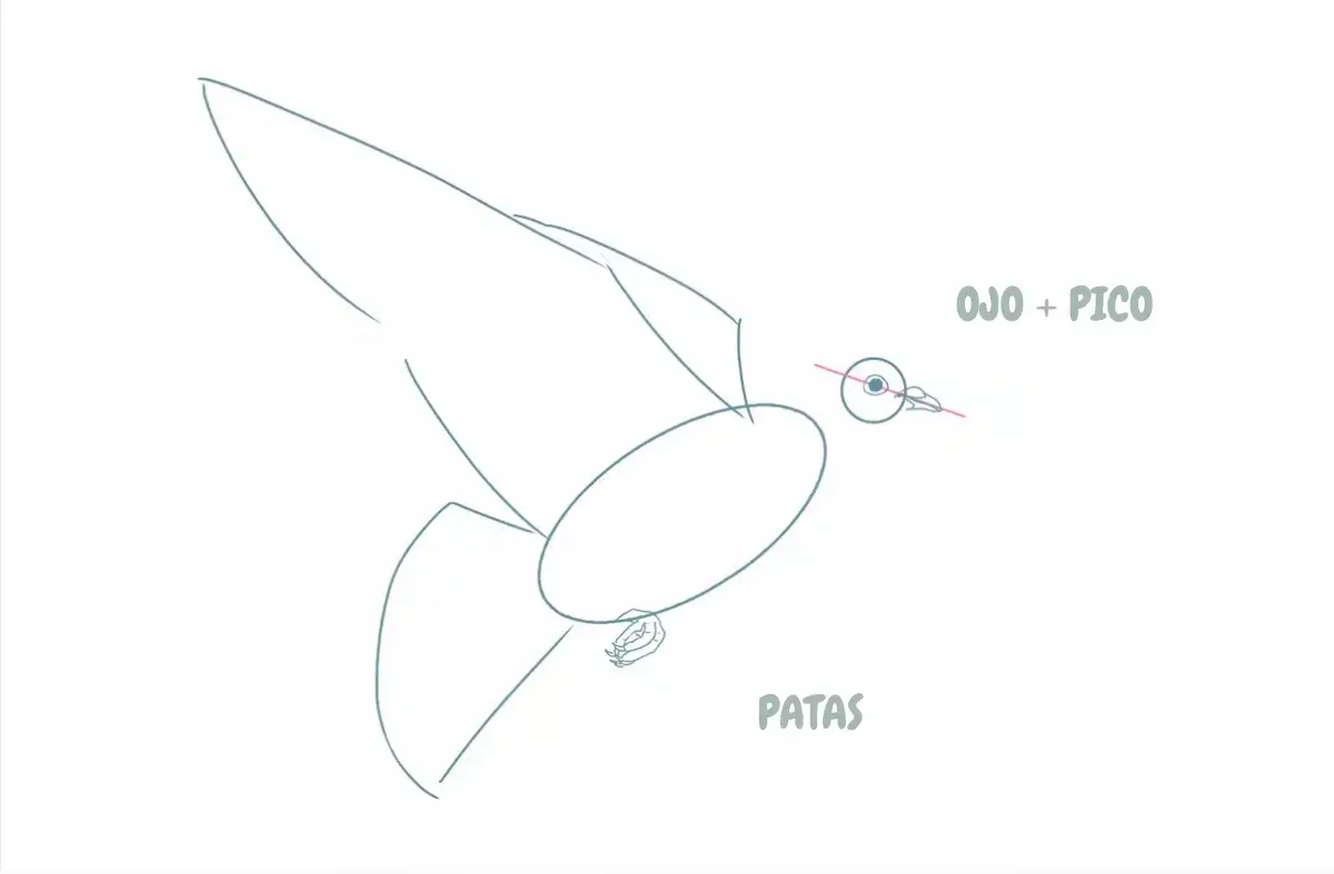 dibujo de la cola y las alas de una paloma