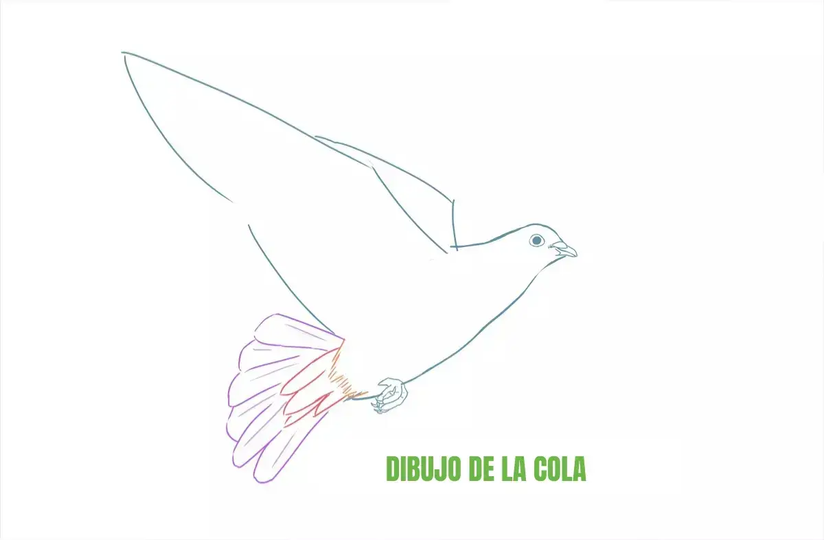 dibujo de la cola de una paloma
