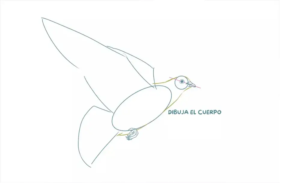 dibujo de los contornos del cuerpo de una paloma