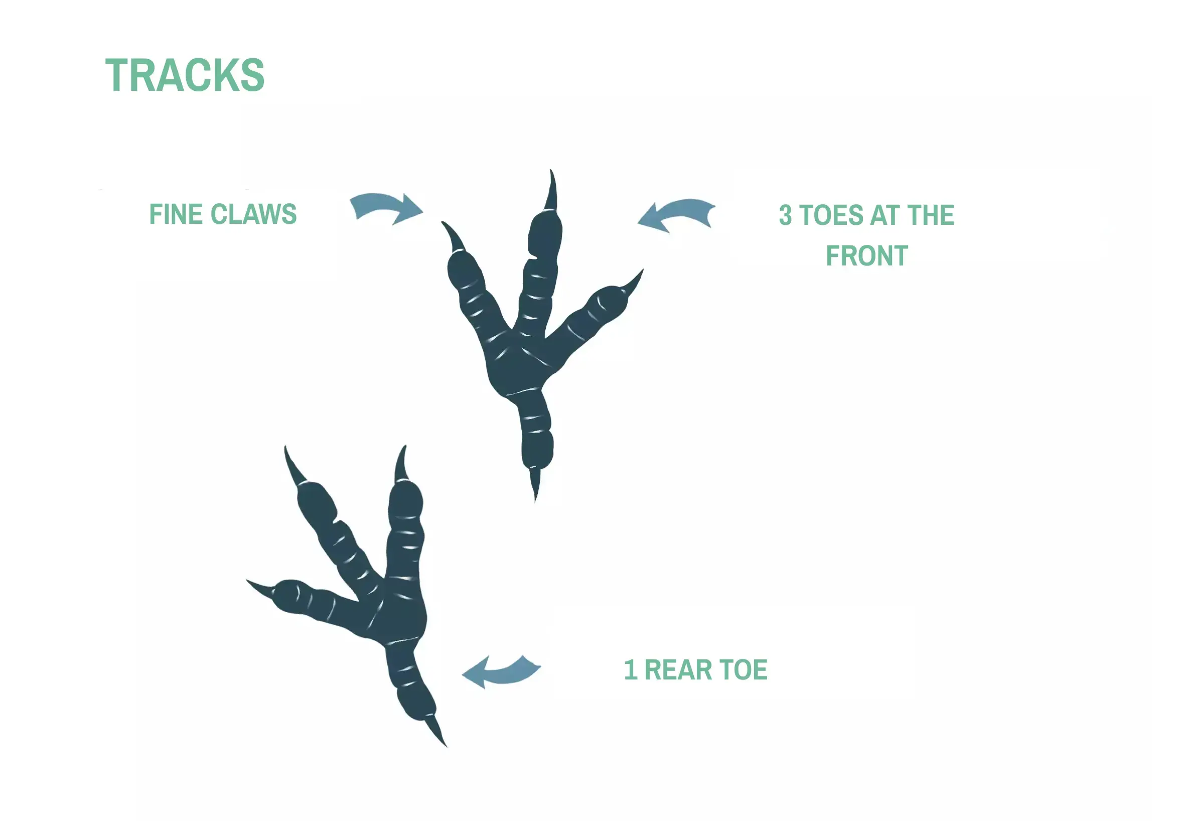 Drawing of a dove's claws.