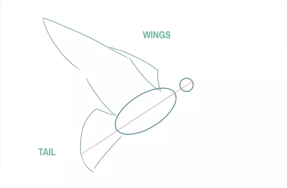 drawing of the tail and wings of a dove