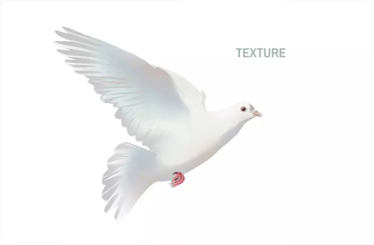 drawing textures of a dove