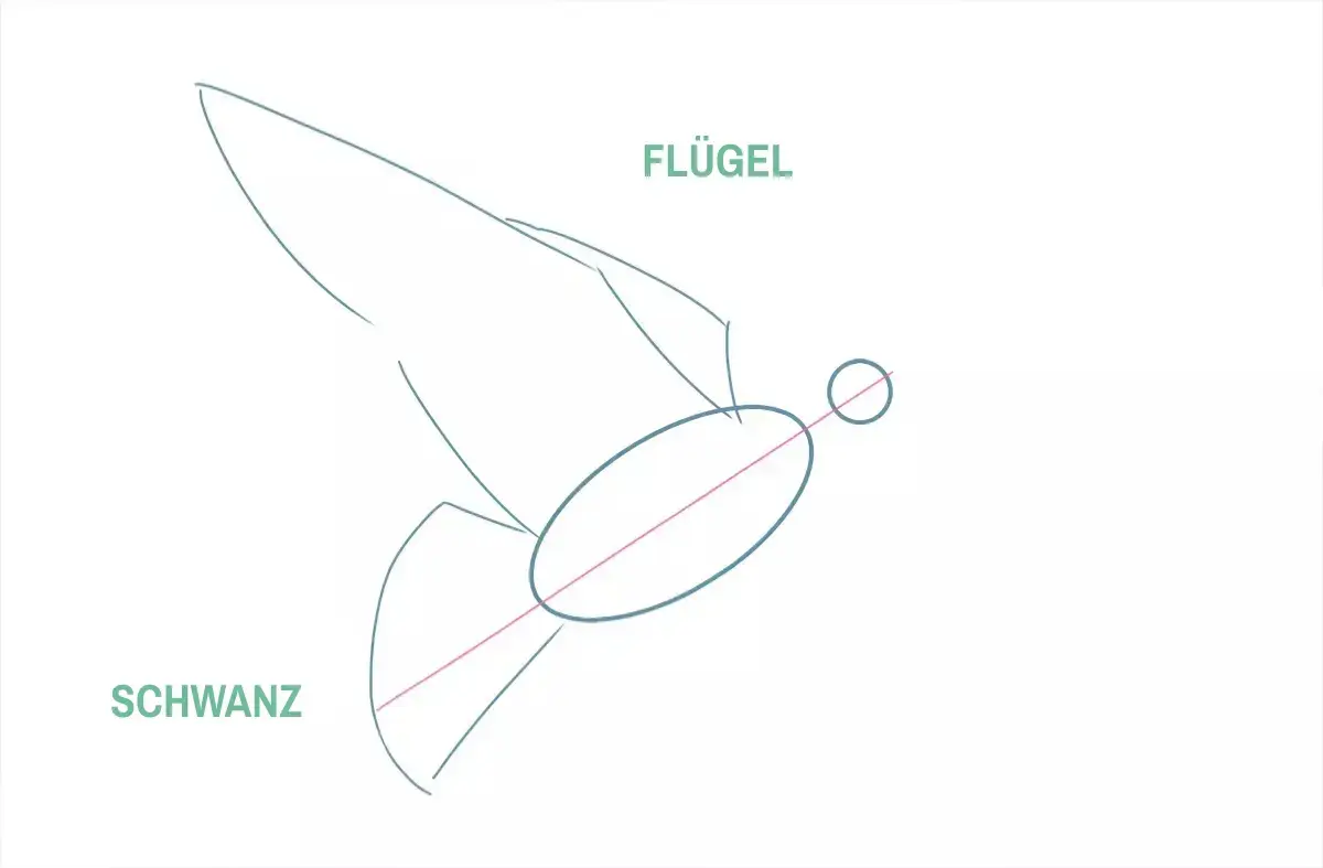 Zeichnung des Schwanzes und der Flügel einer Taube
