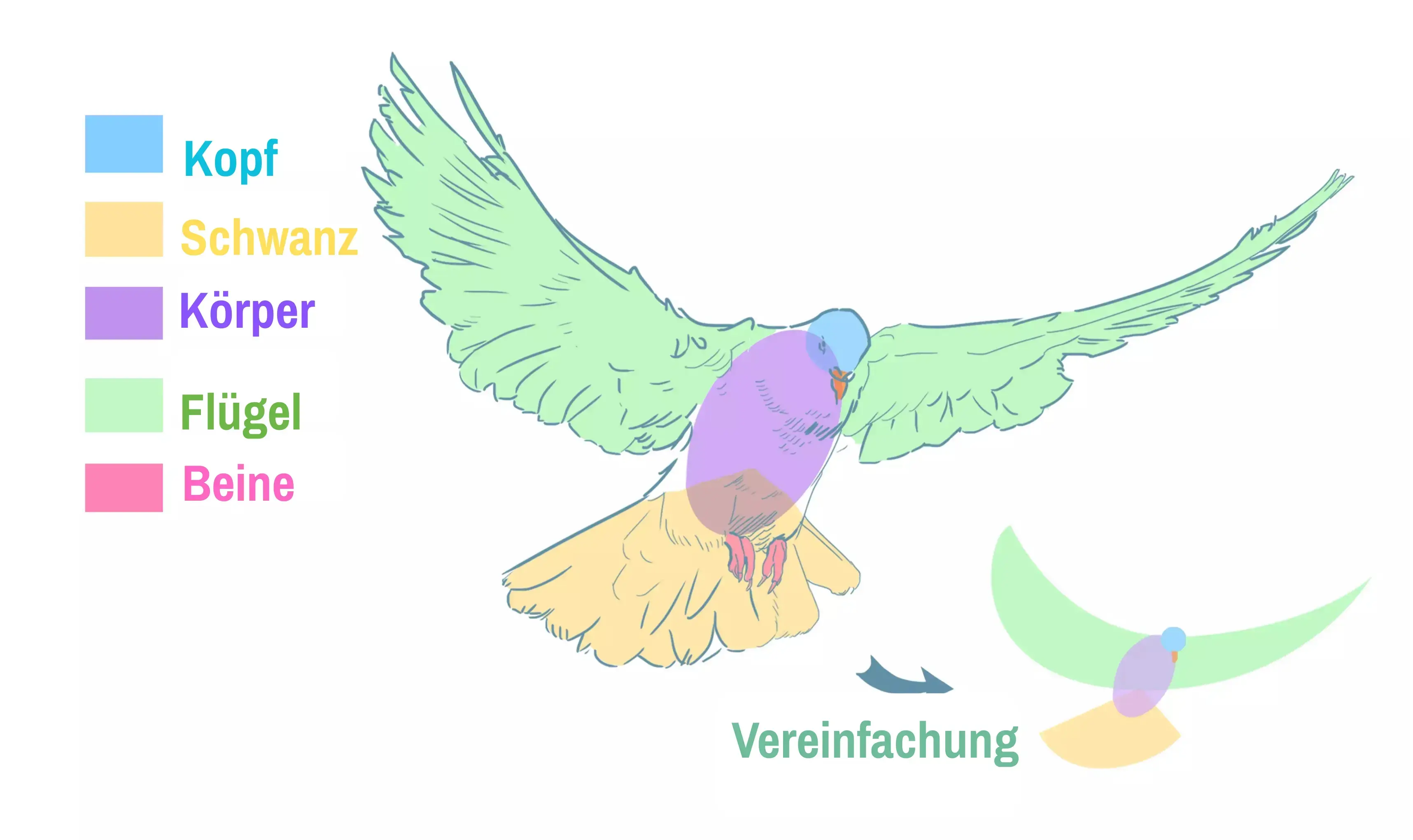Zeichnung der Mitglieder einer Taube im Flug