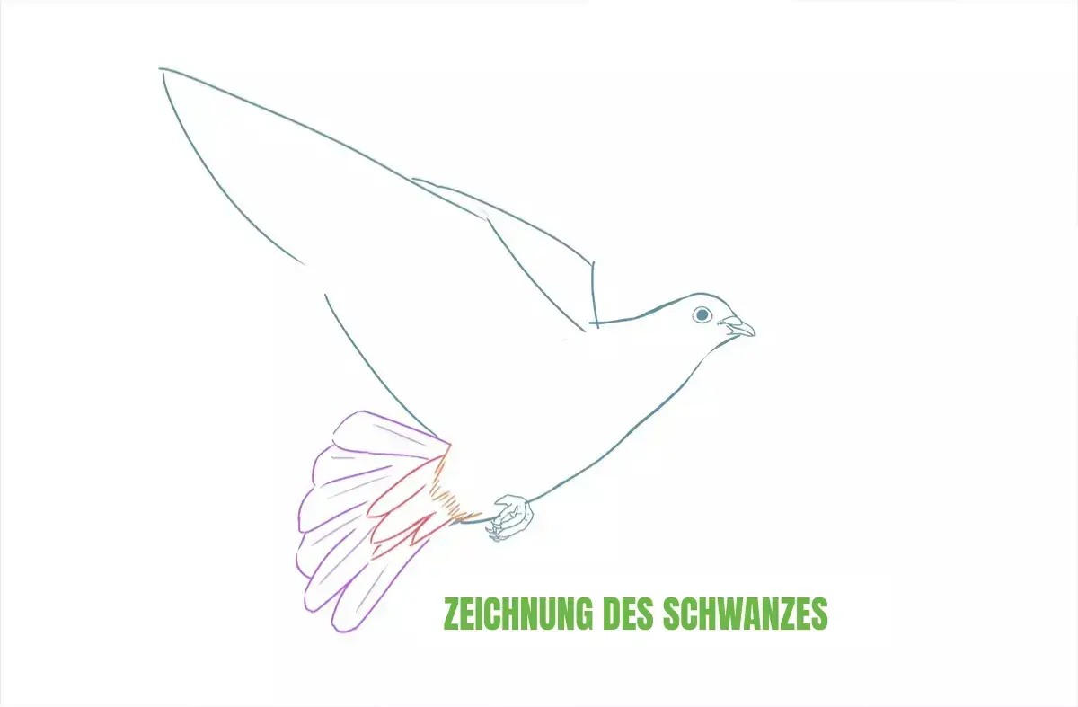 Zeichnung des Schwanzes einer Taube