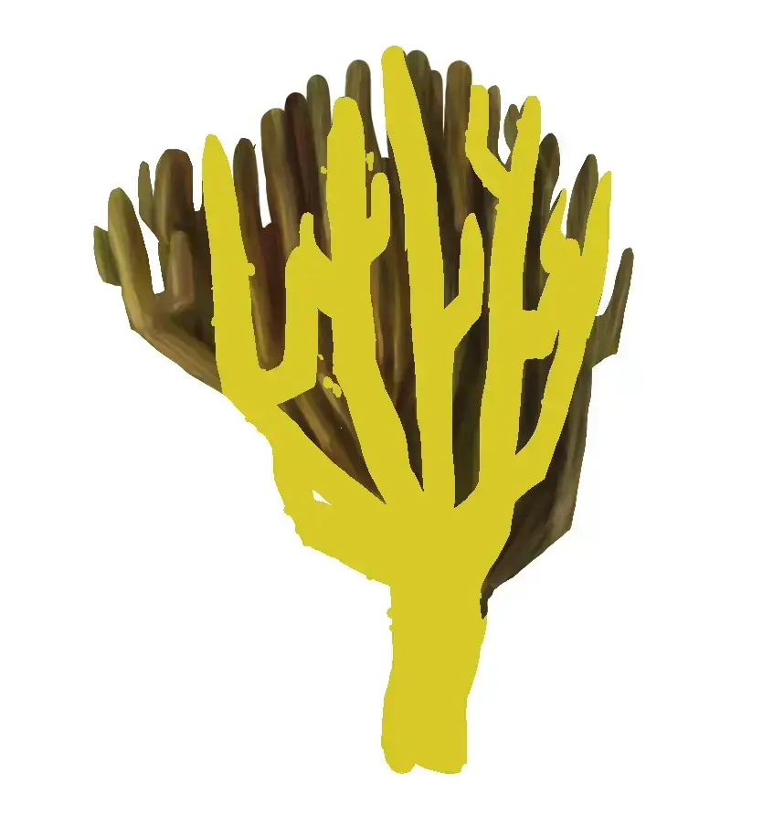 dessiner les ombres d’un corail