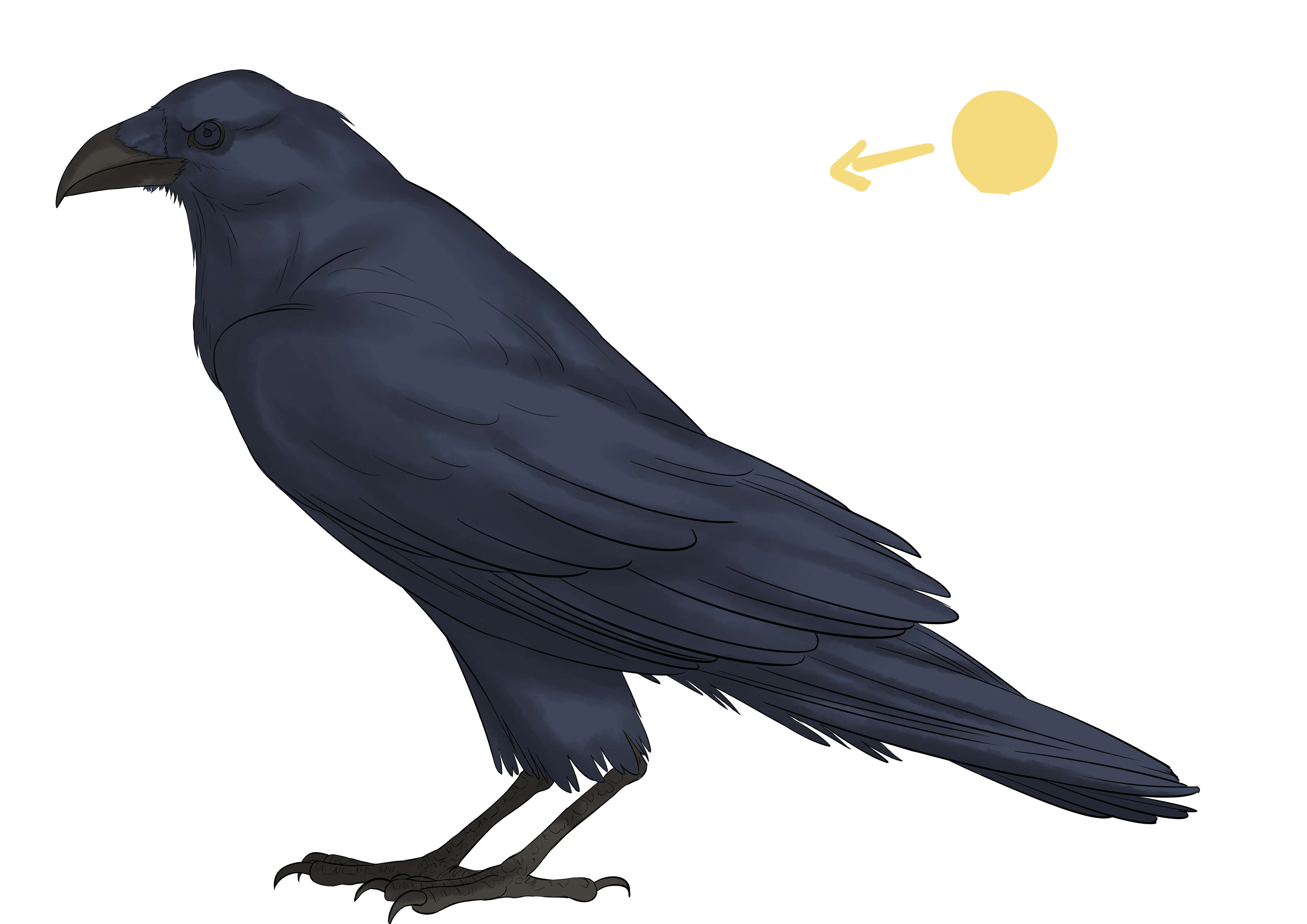 dessiner les ombres pour donner du volume au corbeau