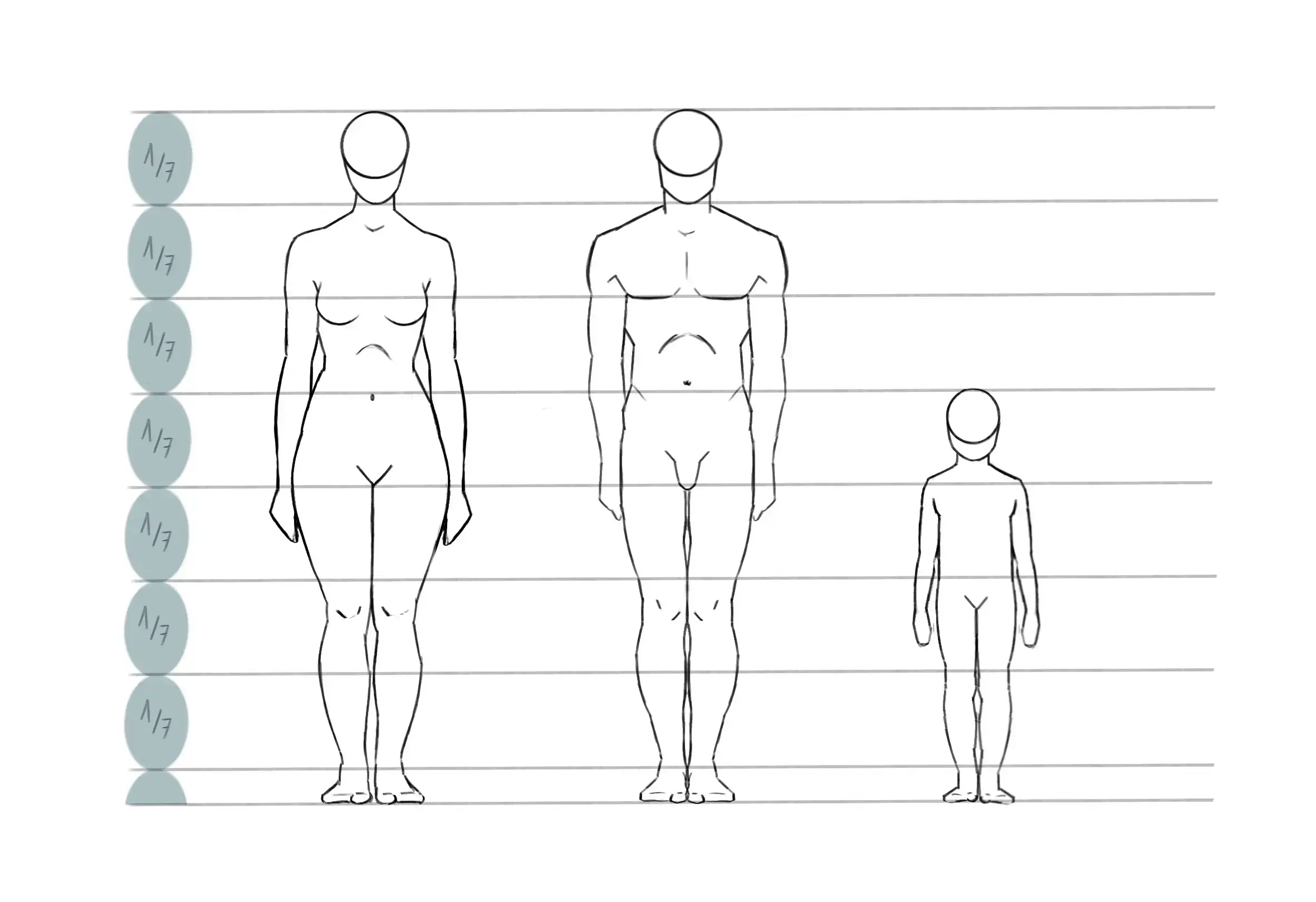 suite du dessin des proportions du corps humain