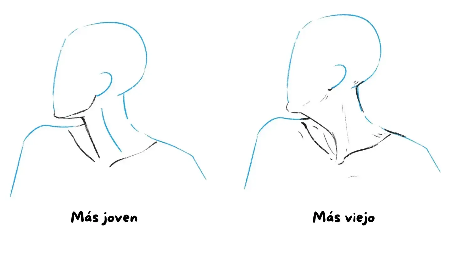 Aprende Cómo Dibujar Cuellos: Anatomía y Tipos