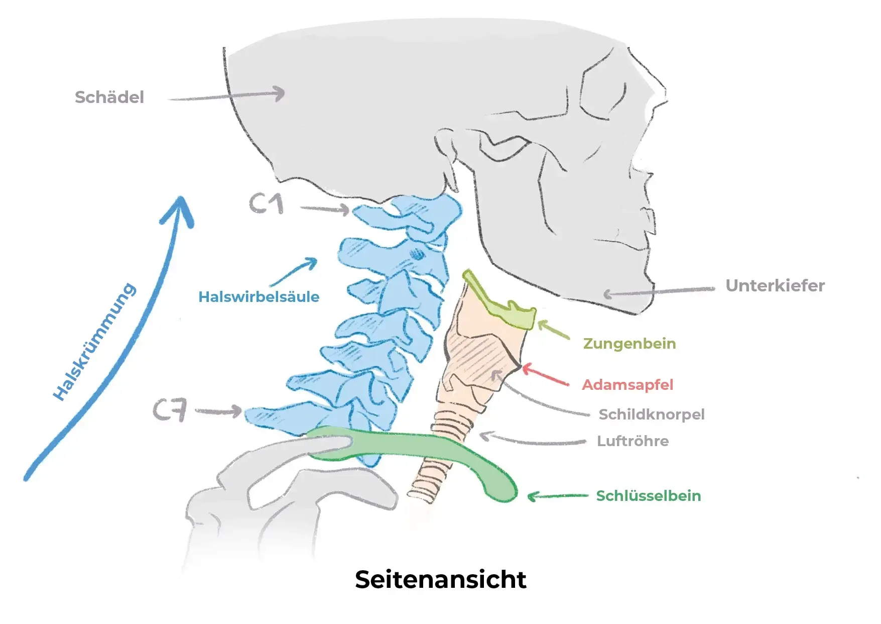 Schema der Knochen des Halses