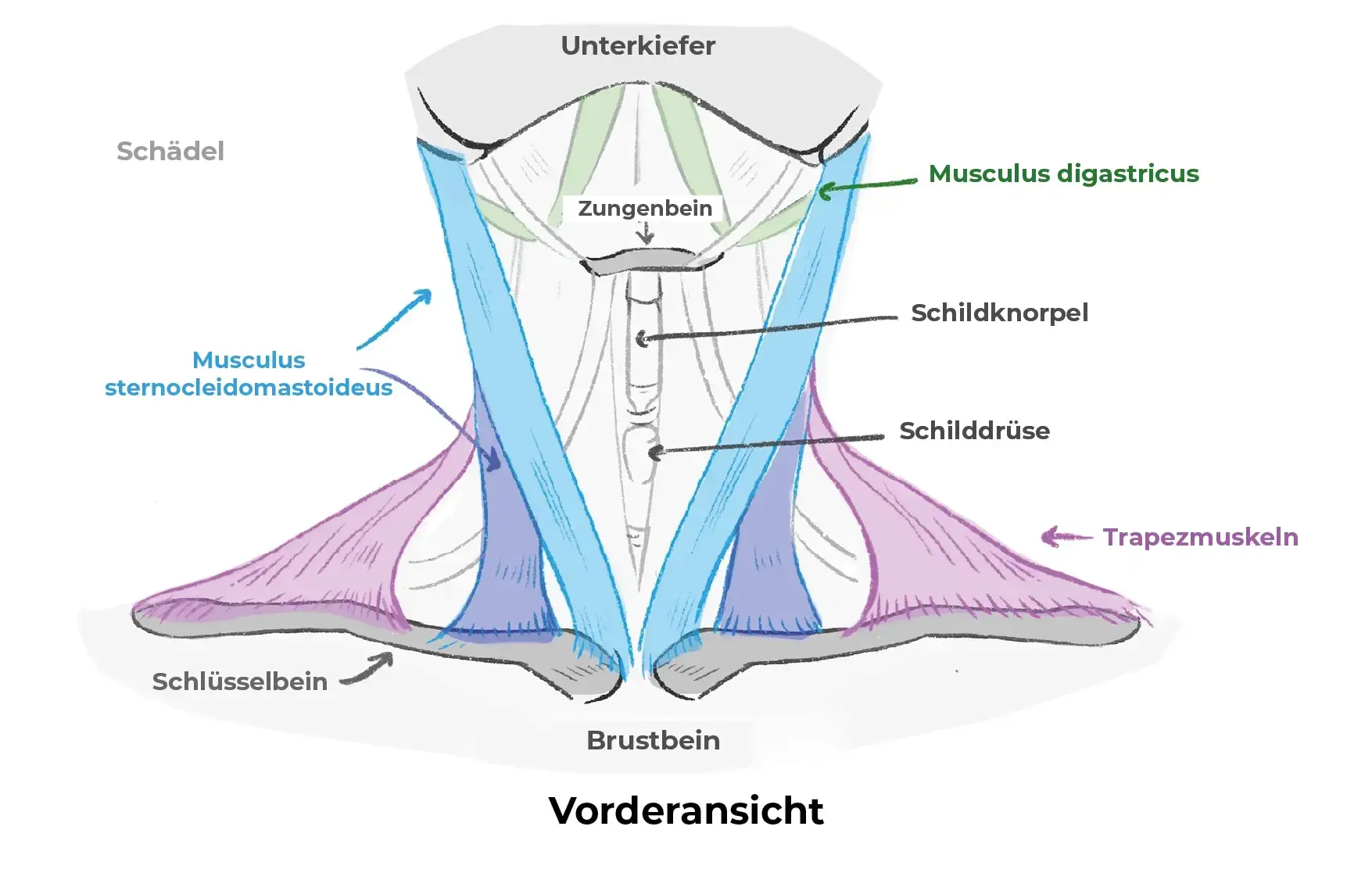 Schema der Halsmuskulatur
