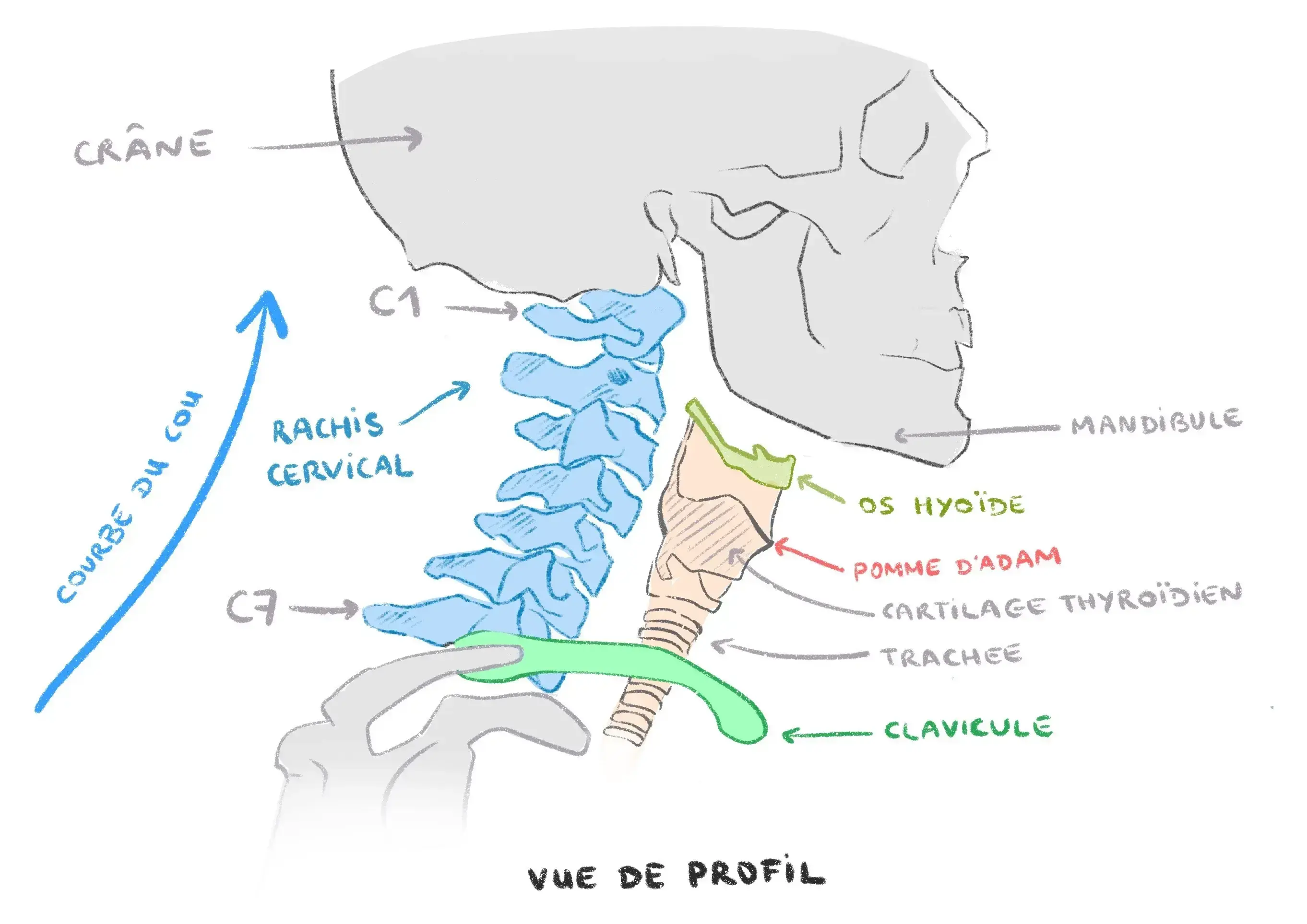schéma des os du cou