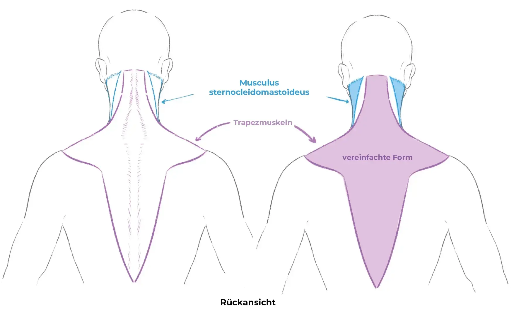 Schema der zwei Halswirbel
