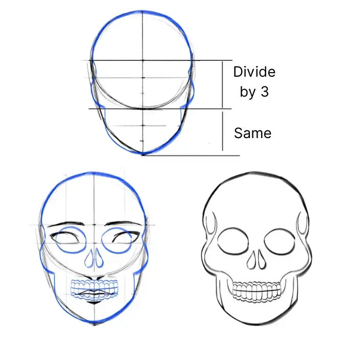 drawing of the proportions of the Mexican skull