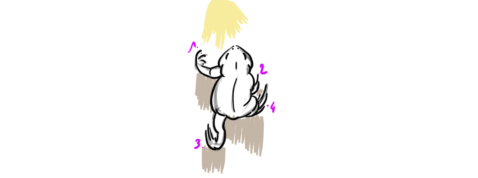 croquis du modèle de crapaud à dessiner