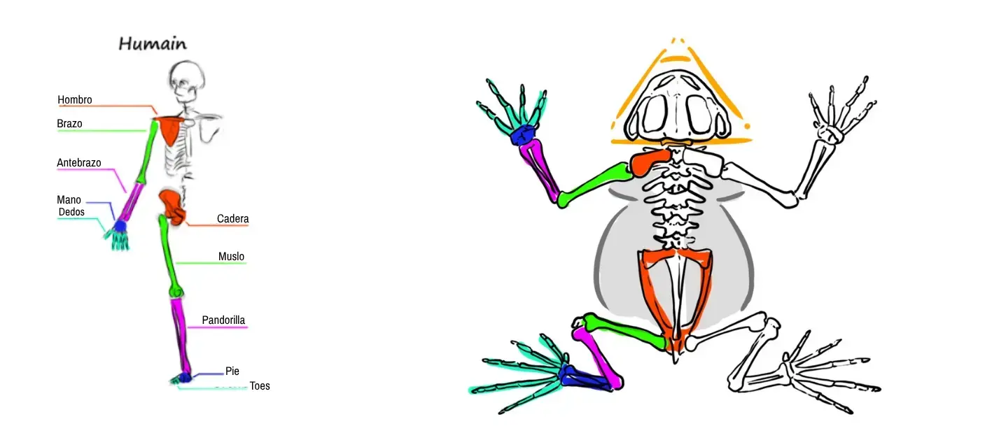 dibujo esquemático del esqueleto de un sapo para entender su anatomía